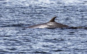 Kimmeridge Wild Seas Centre, Dorset (17th October 2026)