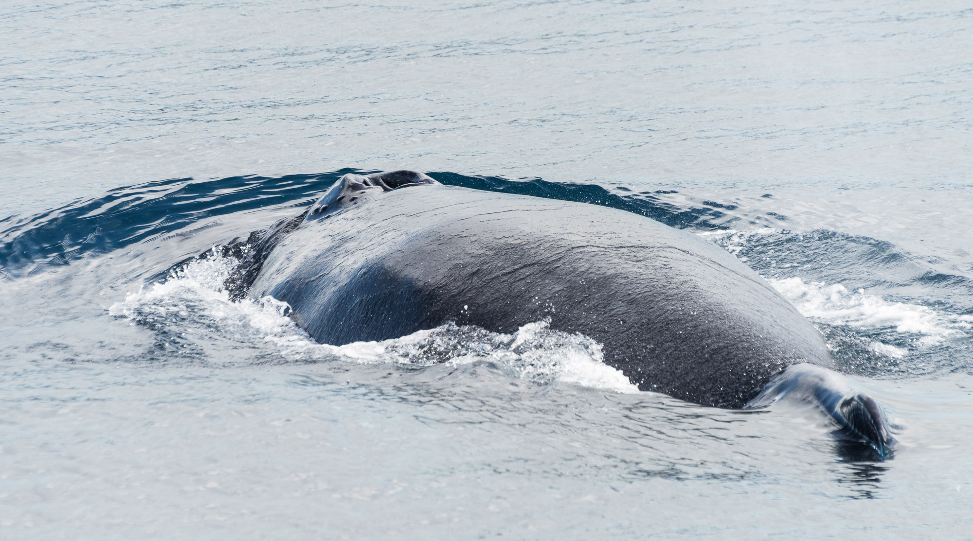 The 37th annual conference of the European Cetacean Society Report by Martin Kitchin