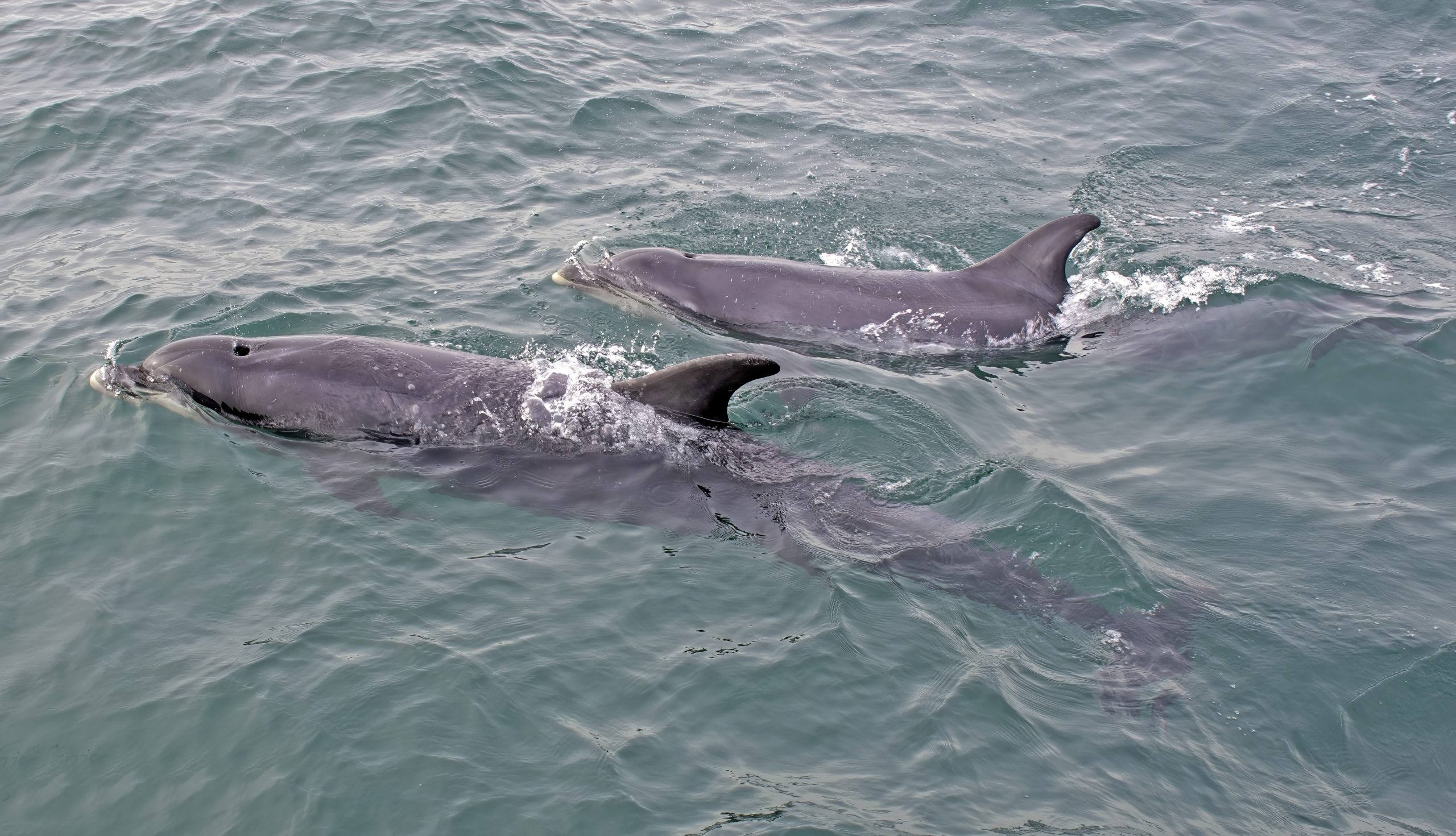 MARINElife CLdN 2025 Survey Report